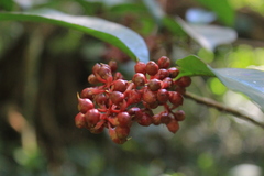 Ardisia compressa