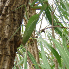 Hierodula pustulifera