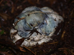 Rossbeevera pachydermis