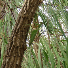 Hierodula pustulifera