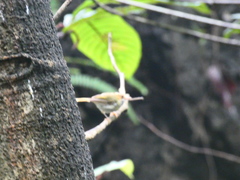 Abroscopus albogularis