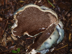 Rossbeevera pachydermis