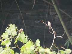 Pycnonotus xanthorrhous