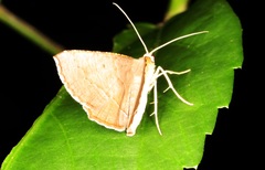 Plesiomorpha flaviceps
