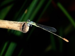 Agriocnemis exsudans