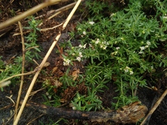 Galium humifusum