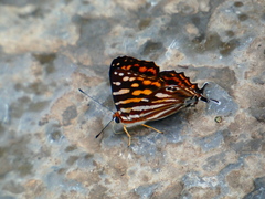 Dodona
