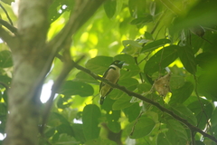 Eurylaimus ochromalus