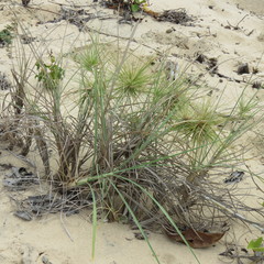 Spinifex longifolius