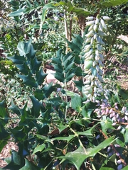 Berberidinae