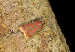 Dichomeris sandycitis