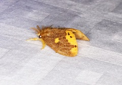 Euproctis quadrangularis