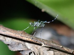 Stegomyia