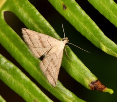 Lysimelia neleusalis