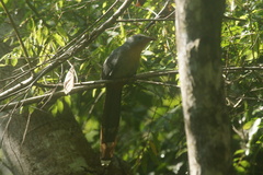 Zanclostomus javanicus