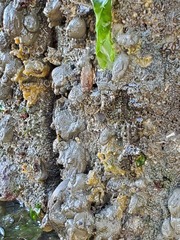 Molgula manhattensis