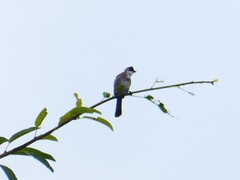 Pycnonotus xanthorrhous