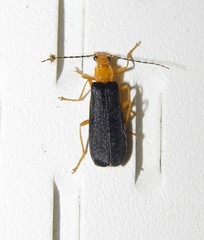 Podabrus fayi