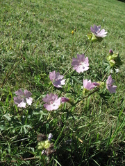 Malva moschata