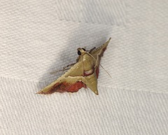 Endotricha repandalis