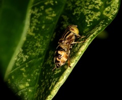 Eristalinus obliquus