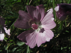 Malva moschata