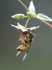 Vespula structor