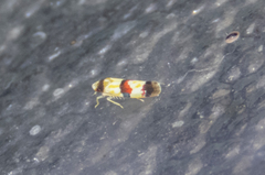 Erythroneura integra