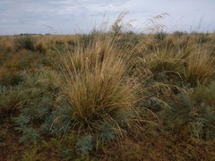Stipa splendens