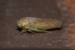 Polana quadrinotata