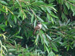 Pycnonotus xanthorrhous