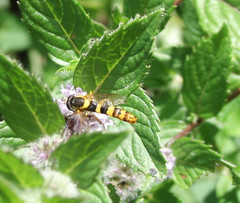 Sphaerophoria scripta