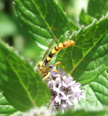 Sphaerophoria scripta