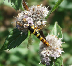 Sphaerophoria scripta