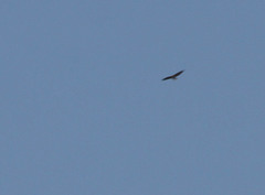Buteo albonotatus
