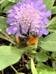 Bombus pascuorum