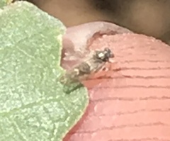 Bactericera lavaterae