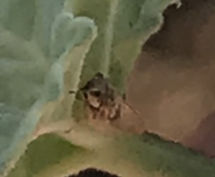 Bactericera lavaterae