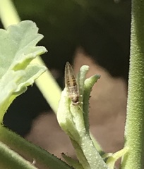 Bactericera lavaterae