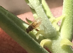 Bactericera lavaterae