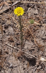 Deinandra corymbosa