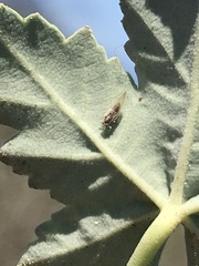 Bactericera lavaterae