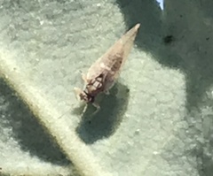 Bactericera lavaterae