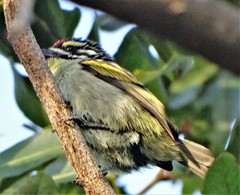 Pogoniulus pusillus pusillus