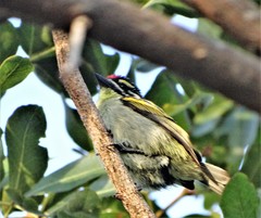 Pogoniulus pusillus pusillus