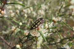 Castiarina crocicolor