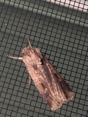 Noctuidae