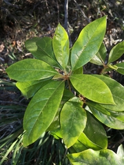 Pittosporaceae