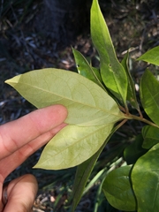 Pittosporaceae