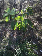 Pittosporaceae